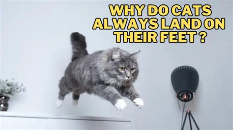 Why Don't Baptists Dance? And Why Do Cats Always Land on Their Feet?